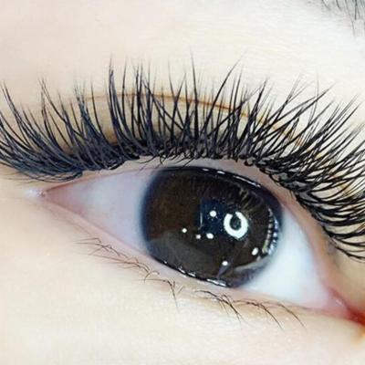 China Natural Soft Bulk Volume Lash Four Foil Eyelashes 4D Premade Fans Eyelashes Extension for sale