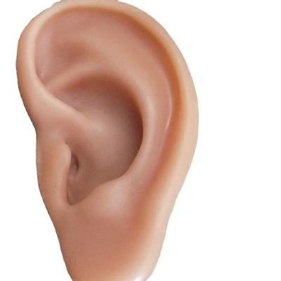 China Ear Customed Model Ear Silicone Rubber Rubber Model for sale