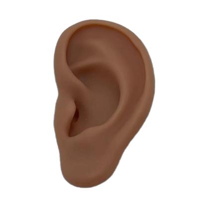 China Ear model Silicon model ear silicone rubber Urain practice factory price model high quality silicone rubber for sale