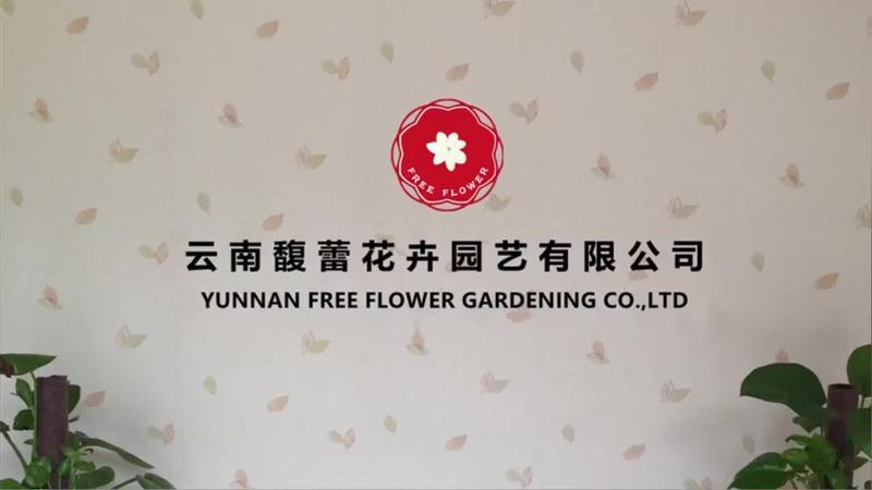 Verified China supplier - Yunnan Free Flower Gardening Co., Ltd.