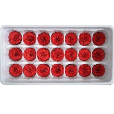 China Wholesale Gift Preserved Austin Roses Preserved Roses Height 2-3cm Austin Rose Head for sale