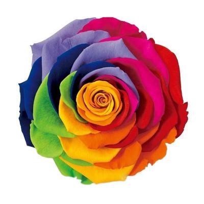 China Gift wholesales high quality rainbow color preserved rose flowerfrom kunming great chinan for sale