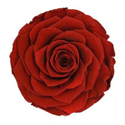 China Wholesale Kunming Tall 9-10cm Gift Wine Red Color Preserved Rose for sale