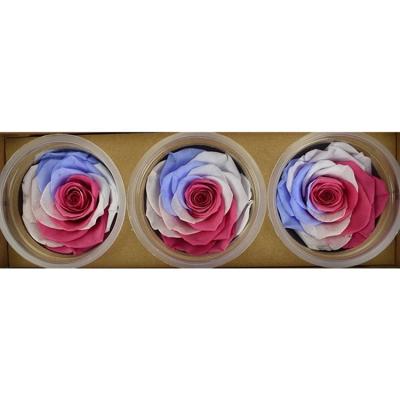 China Gift Wholesale 7-8cm Multicolor Preserved Rose Stabilized Eternal Roses for sale