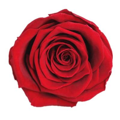 China Best Gift Quality Yunnan Multicolor 6-7cm Preserved Rose For Wedding Decoration for sale