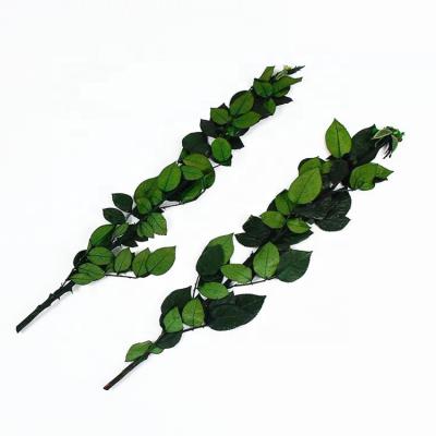 China Wholesale Long Part Preserved Flower Preserved Rose Leaf Stem for sale