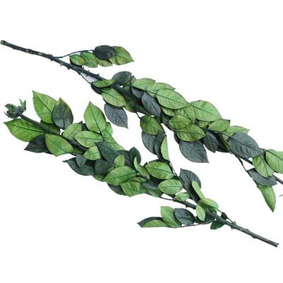 China Party Supply Fresh Preserved Rose Stem For DIY Preserved Flower Craft for sale