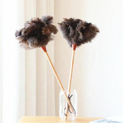 China 60CM cleaning wooden handle and eco-friendly reusable hand held ostrich feather duster for sale