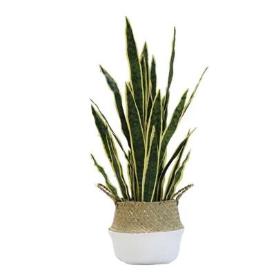 China Environmental Friendly Artificial Orchid Variegated Snake Plant In Pot For Party Wedding Home Decoration for sale