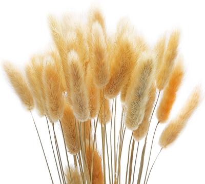 China Realistic Pampas Dry Flowers for Flower Arrangements Wedding Home Decor Bunny Tails Fluffy Pampas Grass for sale