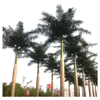 China High Factory Price Artificial Tree Decoration King Coconut Tree Fake Royal Palm Fiberglass Large Outdoor Evergreen Palm Tree for sale