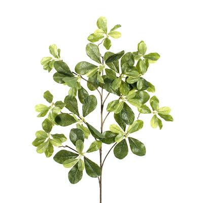 China Eco-friendly plant sale high quality artificial polyscias branch and leaves for indoor decoration for sale