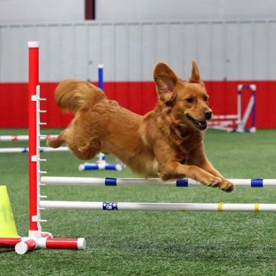 China Amazon Success Viable Dog Agility Jumping Wing Dog Agility Training Hurdle Pet Training Products (DIN European Standard Pipe) for sale