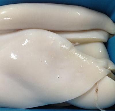 China Frozen Peru Low Fat Frozen Squid Giant Squid Fillet for sale