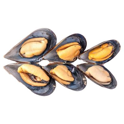 China Frozen Seafood FROZEN Shellfish Half Shell Mussel HACCP Certificate for sale