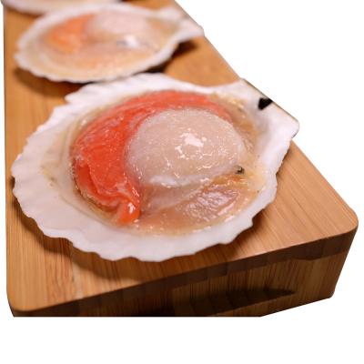 China New Season Half Shell Sea Scallop Frozen Good Taste FROZEN for sale