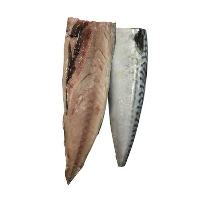 China FROZEN Frozen Salted Pacific Mackerel Bandage Frozen Salted Pacific Mackerel Fillet for sale