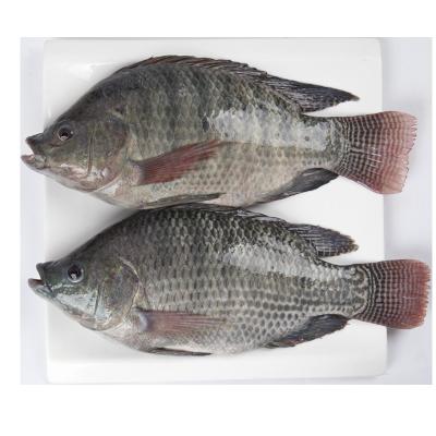 China Wholesale Good Quality Fresh Fish Frozen Whole Tilapia FROZEN Seafood for sale