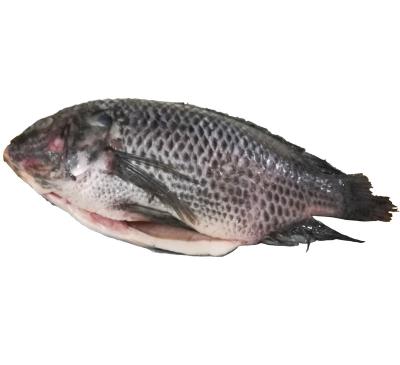 China China Wholesale Frozen Seafood Round Black Tilapia Whole Fish for sale