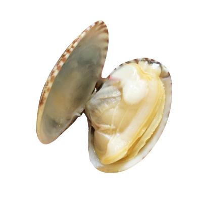 China FROZEN Frozen Short Neck Clam with Shell for sale