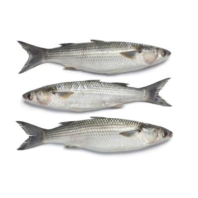 China Delicious New Season Gray Mullet Fresh Frozen Fish JELLY for sale