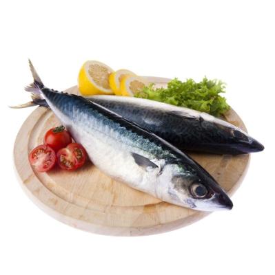 China High Quality Whole Round Spanish Mackerel Fresh Frozen Fish FROZEN for sale