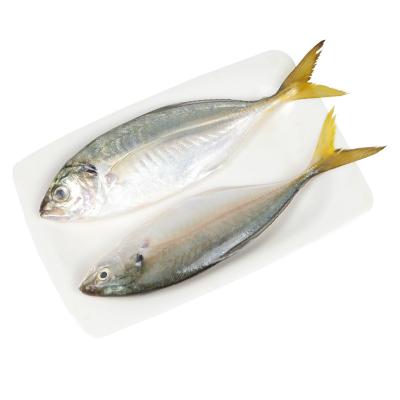 China FROZEN PTC New Arrive Frozen Seafood Scad Whole Yellowtail Fish for sale