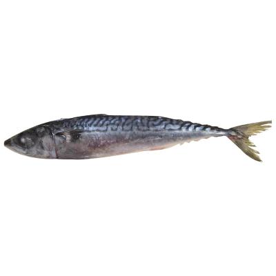 China Hongchang FROZEN Japan mackerel mackerel frozen mackerel for sale