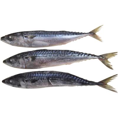 China FROZEN Chinese Whole Round Fish Frozen Japan Mackerel For Hongchang Sale Sales for sale