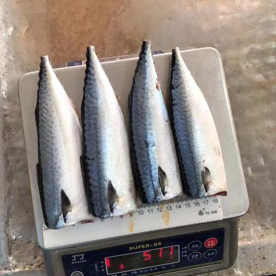 China Sardine HGT Pacific Mackerel HGT Mackerel Frozen Fish 80-120g for sale