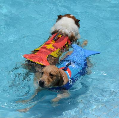 China New Sustainable Pet Life Vest For Swimming Dog Clothes for sale