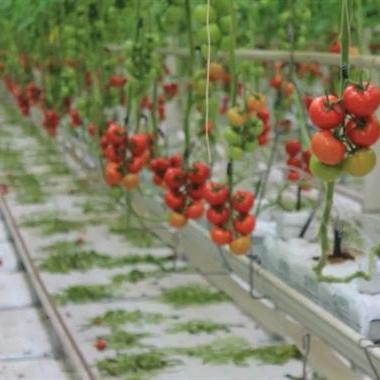 China Stable Structure Easily Assembled Multi-span Tomato Greenhouse / Automatic Greenhouse Hydroponic System / Hydroponic Growing System for sale