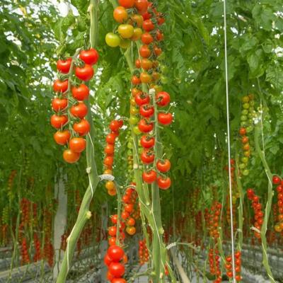 China Tomato Growing System /Hydroponic Plants Growing System Hydroponic Automatic Commercial Hydroponic Working Glass Greenhouse for sale