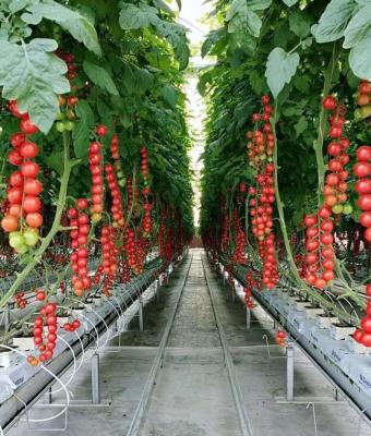 China Durable Automatic Hydroponic Glass /Steel Structure Glass Greenhouse System Drip Irrigation Greenhouse For Tomatoes for sale