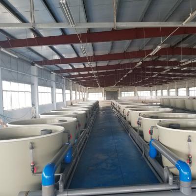 China Shrimp Ras Recirculating Aquaculture Systems Ras Shrimp Farming, Indoor Shrimp Farm Equipment, Indoor Shrimp Farming for sale