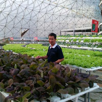 China Multi Span Hydroponic Garden Greenhouse Tiled NFT System for sale