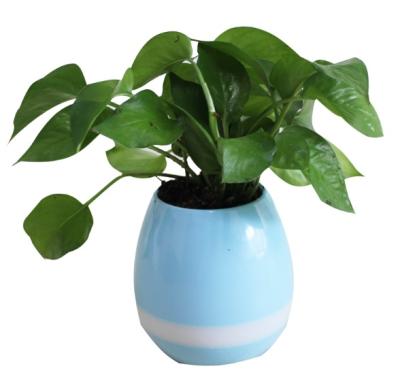 China Smart garden or desktop flower pot for office using for sale