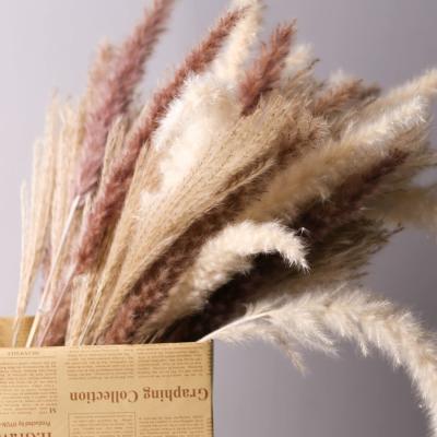 China Real Plants Pampas Grass Flowers Artificial Large Dry Pampas Flower For Wedding Bouquet Home Decor for sale