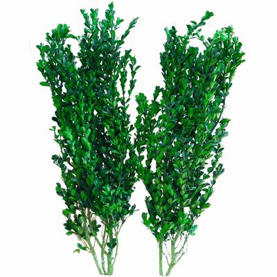 China Home decoration Yunnan wholesale dried natural green leaves preserved buxus leaves for flower bouquet or home decoration for sale