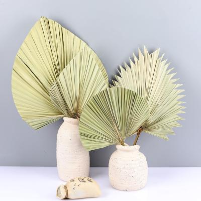 China 2022 Hot Selling Natural Wedding Decoration INS Palm Leaf Real Dried Flower Dried Palm Leaves For Wedding Decoration for sale