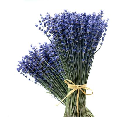 China Wedding Decoration Factory Supply Decorative Dried Flowers Lavender For Wedding Decoration for sale