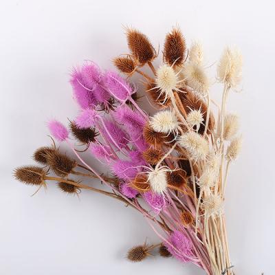 China Natural dry flower arrangement plant supply flower dipsacus sativus for boho decor for sale