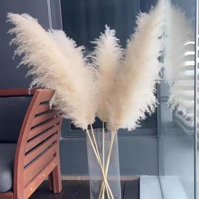 China 2022 Hot Selling Natural Dried Ins Factory Supply Wedding Decotation Large Pampas Grass Dried Large Fluffy Pampas Grass For Decor for sale