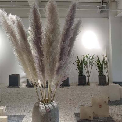 China Wedding decotation Yunnan factory supply dry pampas grass pampas grass pampas grass natural decorative color for sale