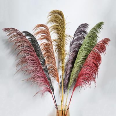 China pampas grass pampas grass natural tall pampas grass pampas grass supply Yunnan plant wedding decotation dry for decorative for sale