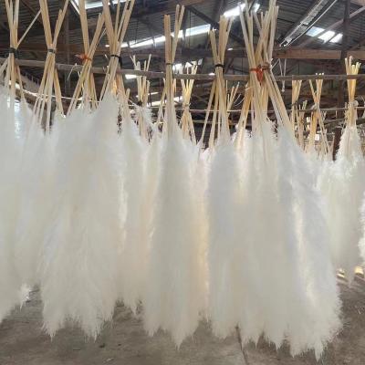 China Wedding decotation dads tall fluffy dry white pampas grass natural dry pampas grass tall decor for sale