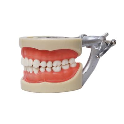 China Standard 200h Medical School Dental Study Teaching Model Dental Teeth Model Typodont Teeth Model With 32pcs for sale