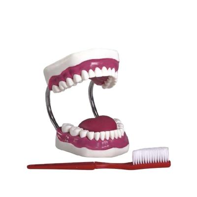 China Bright Luxurious Best Tooth Hygiene Dental Care Dental Care Model Model for sale