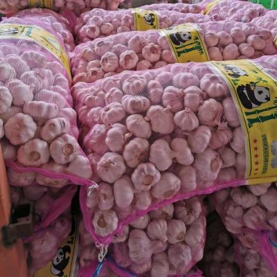 China fresh lao supplier in china garlic price/white garlic fresh and natural normal garlic for sale