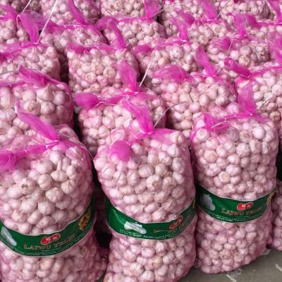 China Garlic 2019 new 5cm fresh fresh garlic price Shandong farm harvest fresh 5mm garlic price the latest for sale